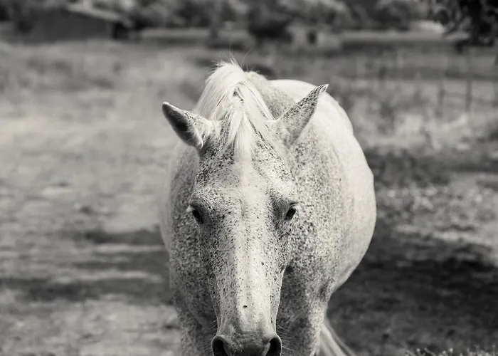 Le Levant De Cremens